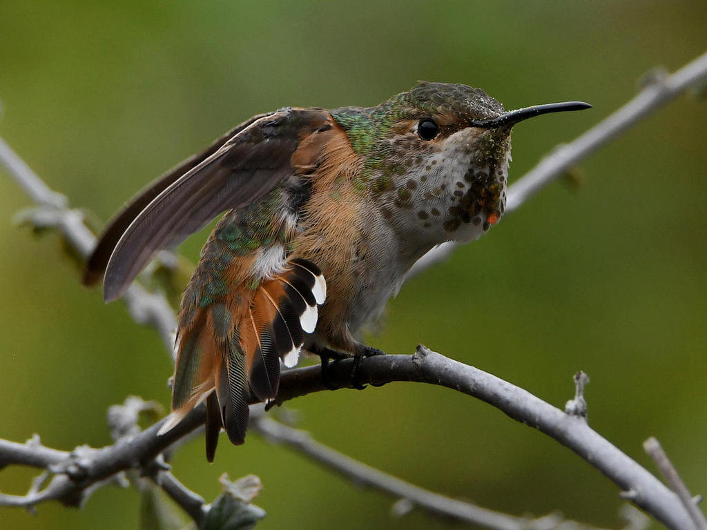 Hummer57.jpg