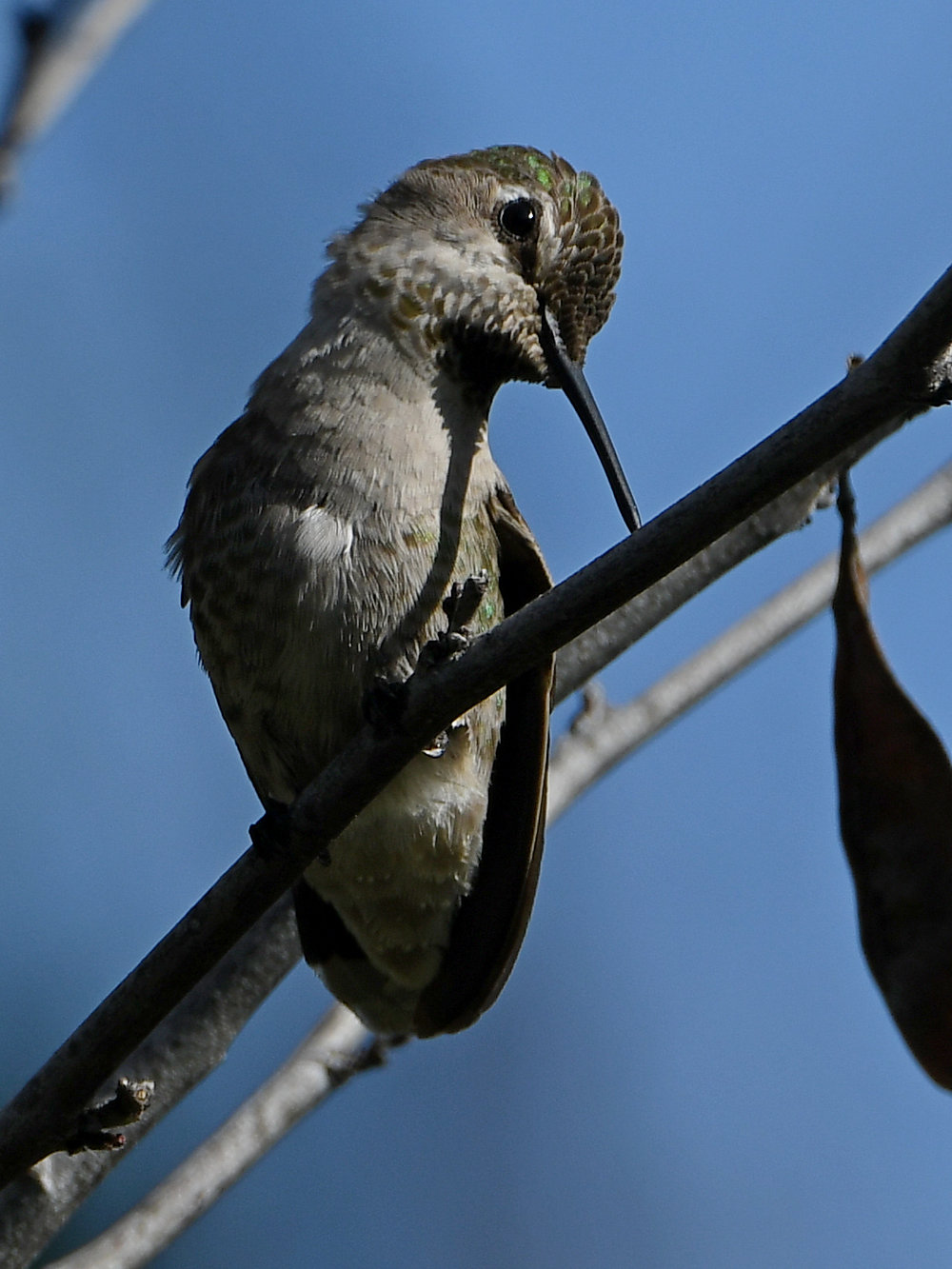 Hummer57.jpg