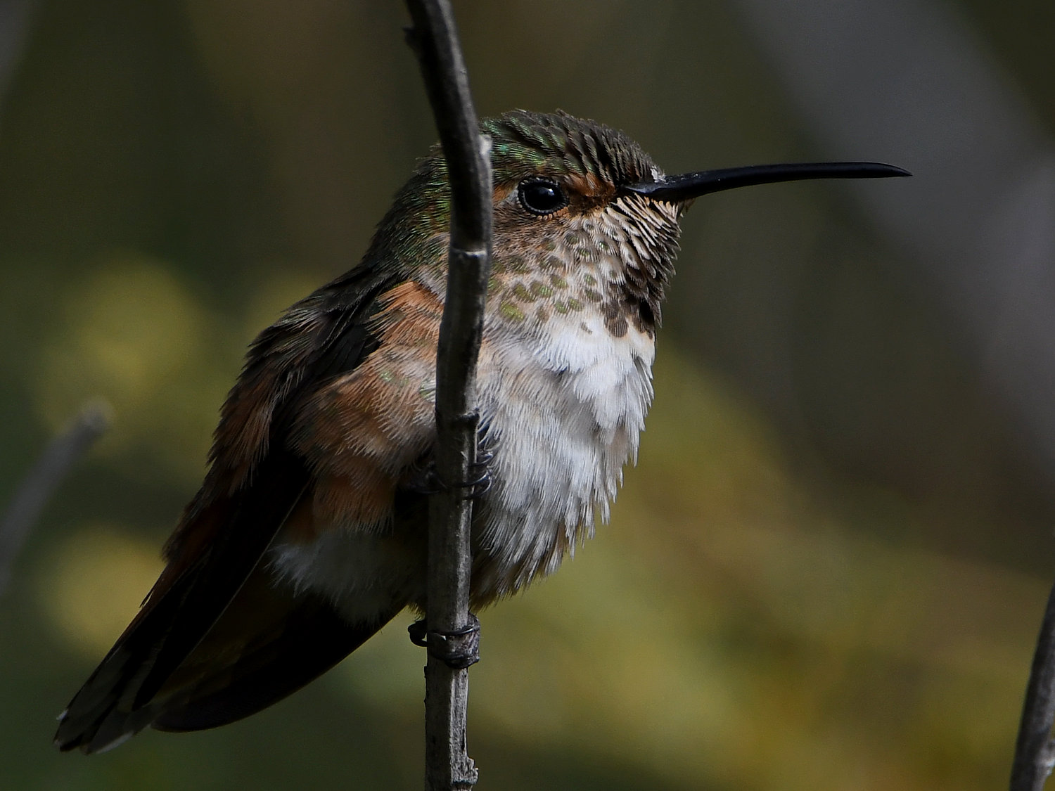 Hummer57.jpg