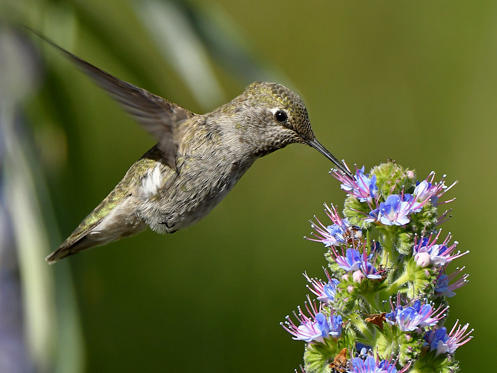 Hummer58.jpg