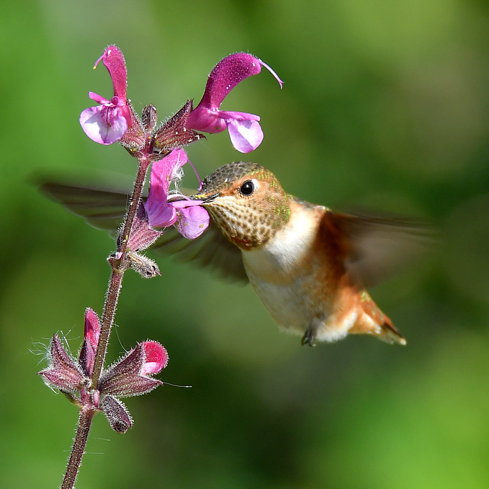 Hummer58.jpg