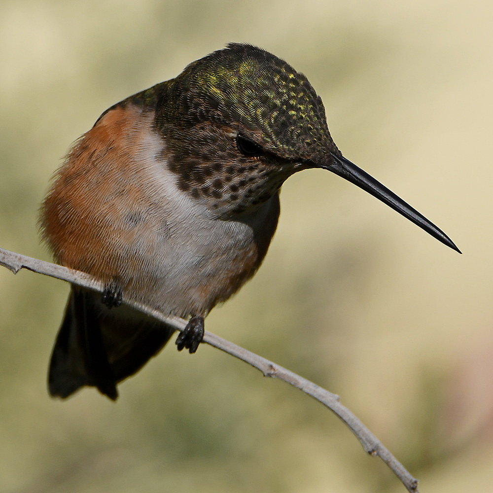 Hummer58.jpg