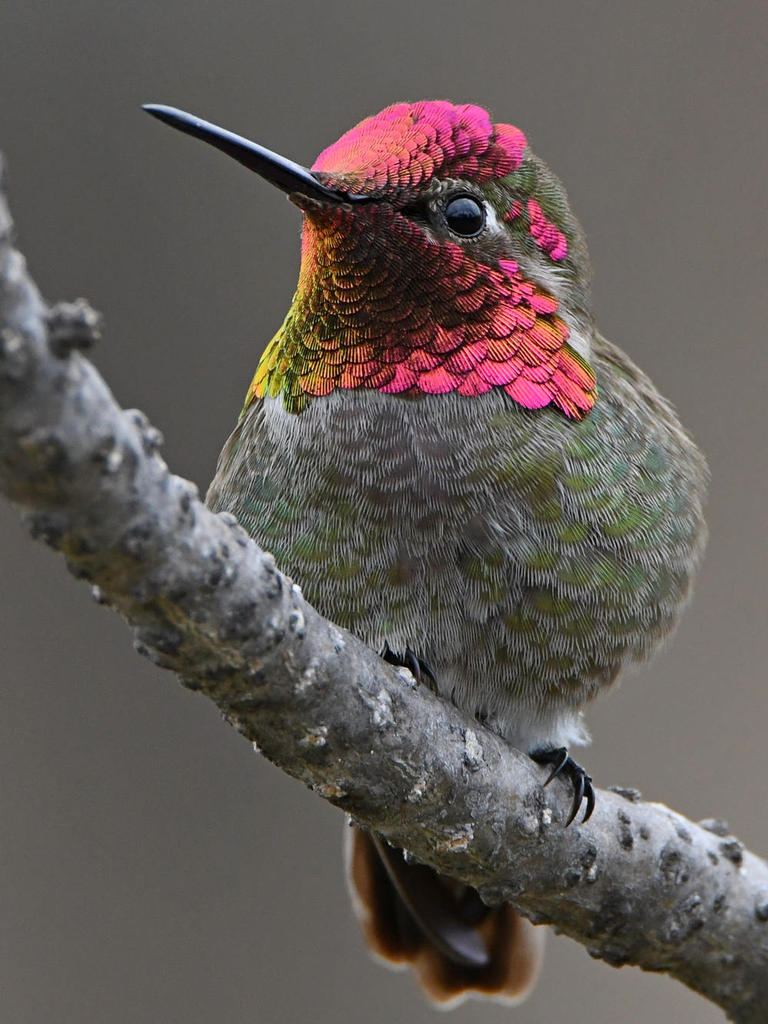 Hummer58.jpg