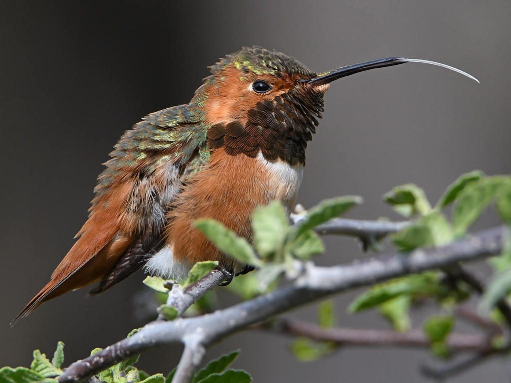 Hummer58.jpg