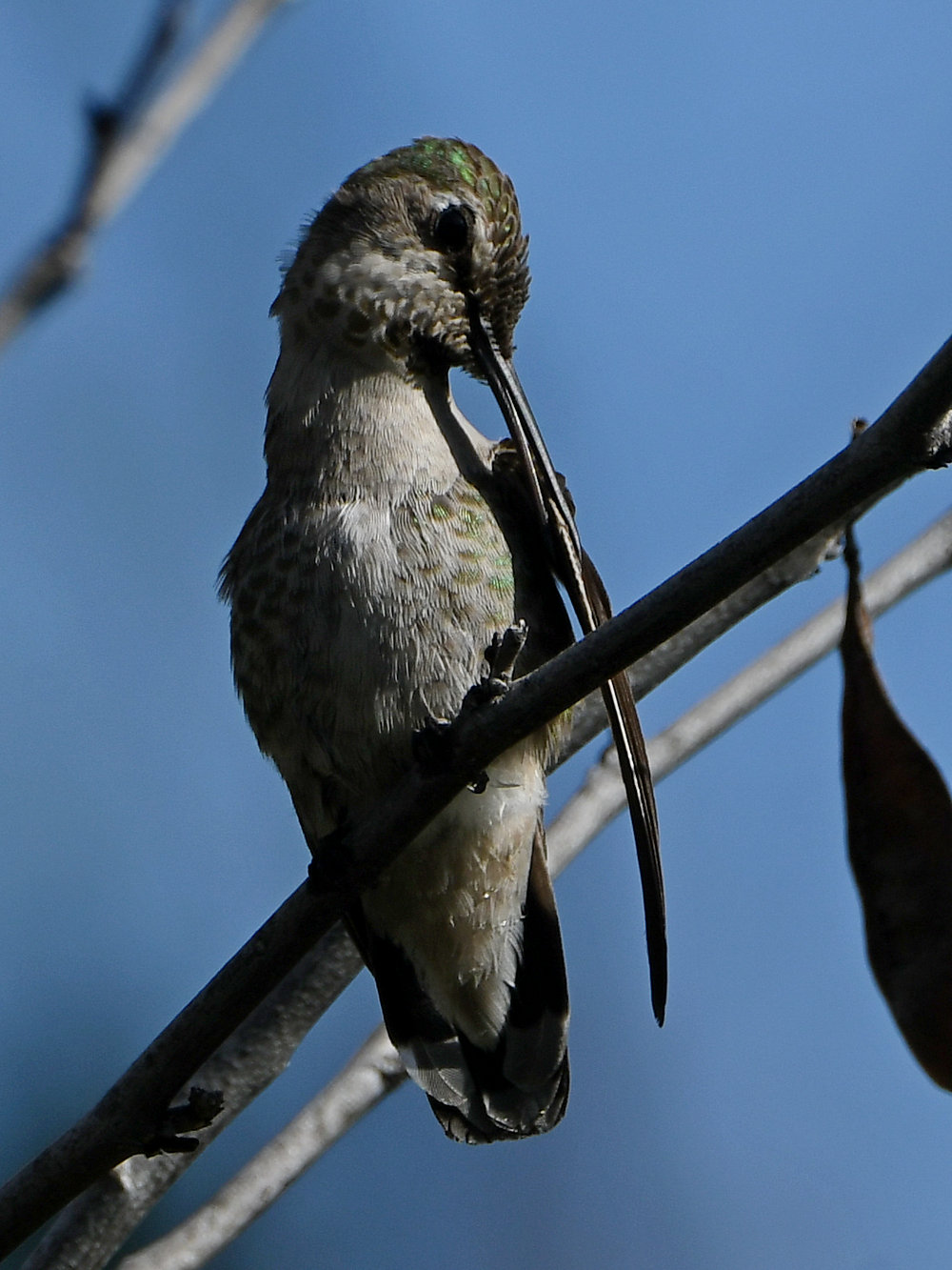 Hummer58.jpg