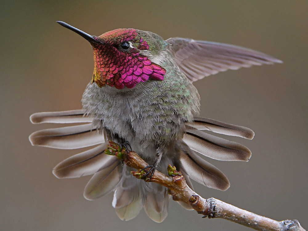 Hummer59.jpg