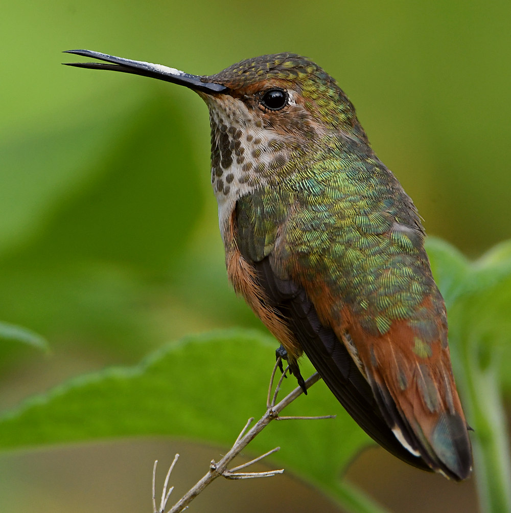 Hummer59.jpg