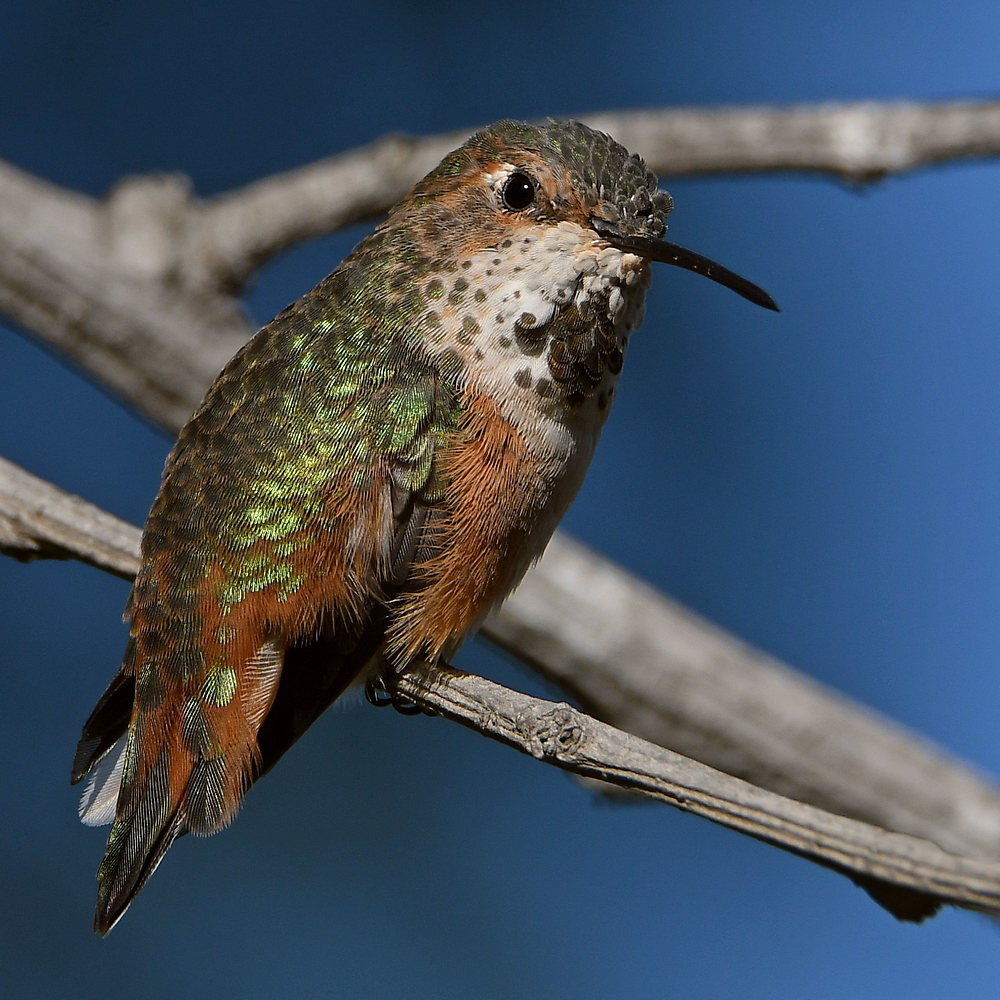 Hummer59.jpg
