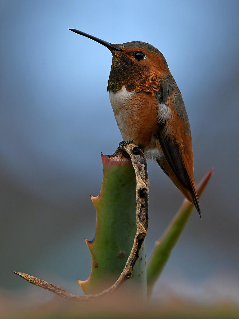 Hummer59.jpg