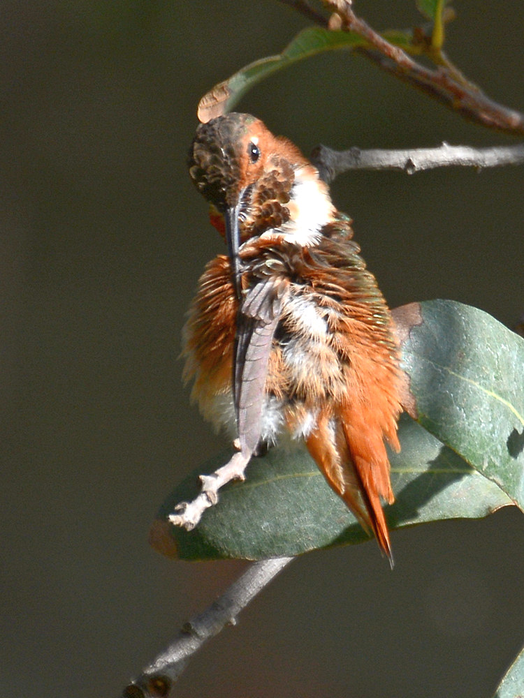 Hummer6.jpg