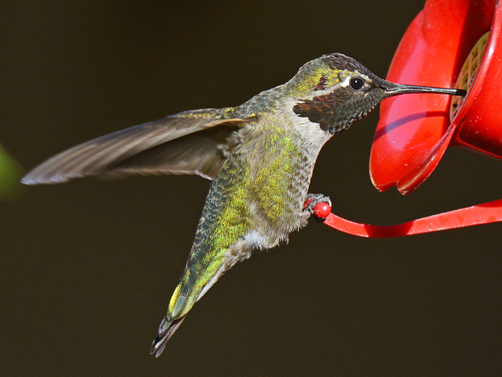 Hummer6.jpg