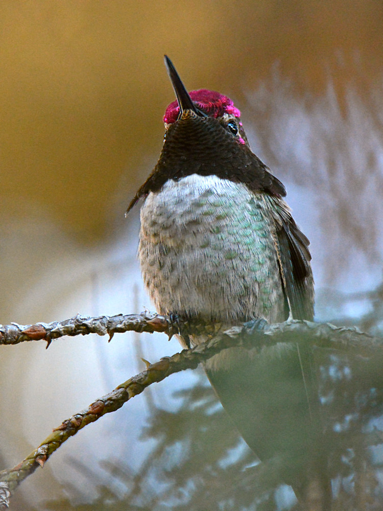 Hummer6.jpg
