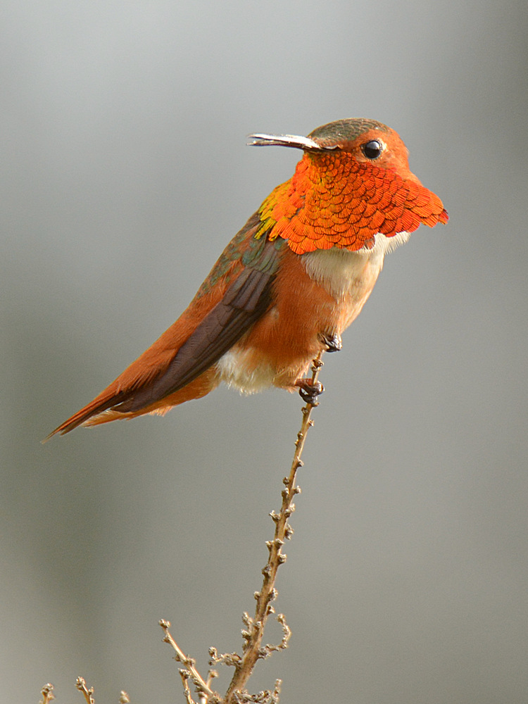 Hummer6.jpg