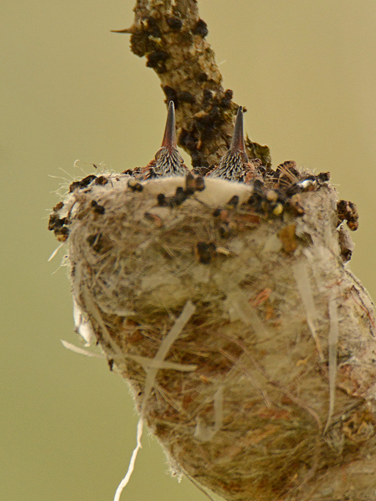 Hummer6.jpg