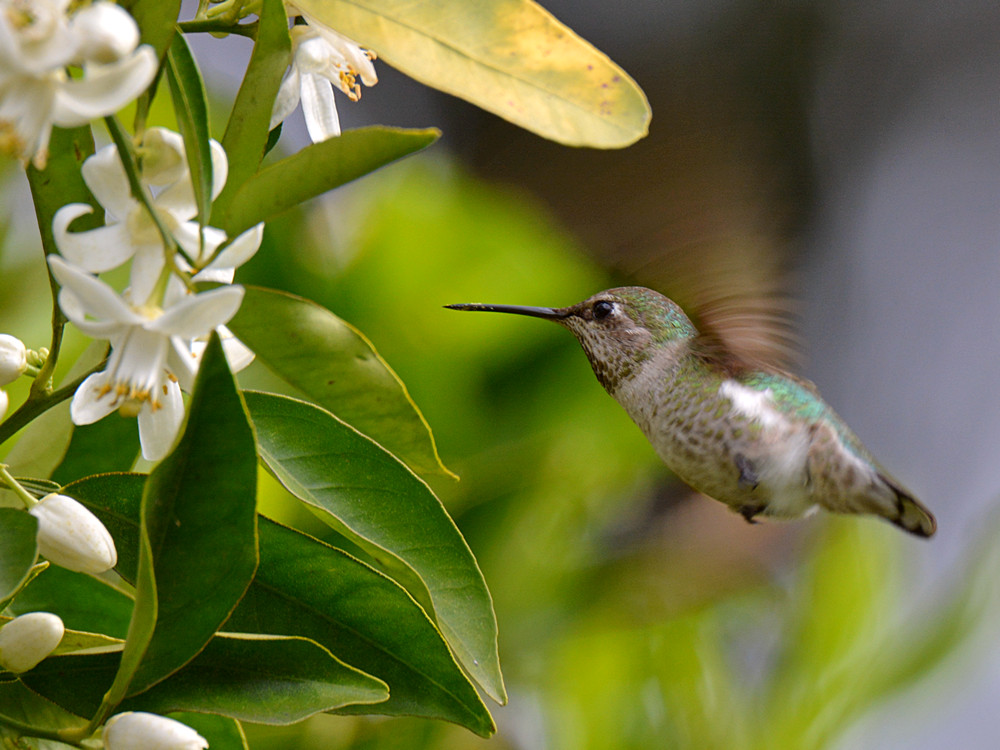 Hummer6.jpg