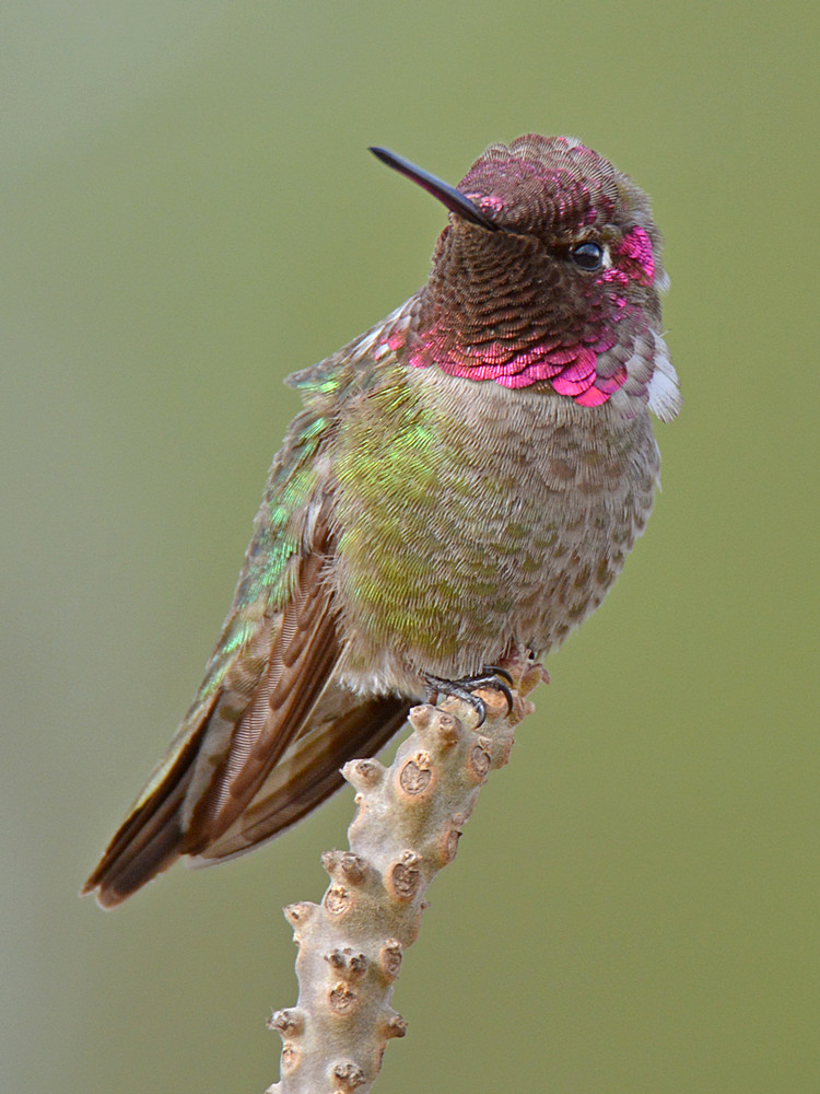 Hummer6.jpg