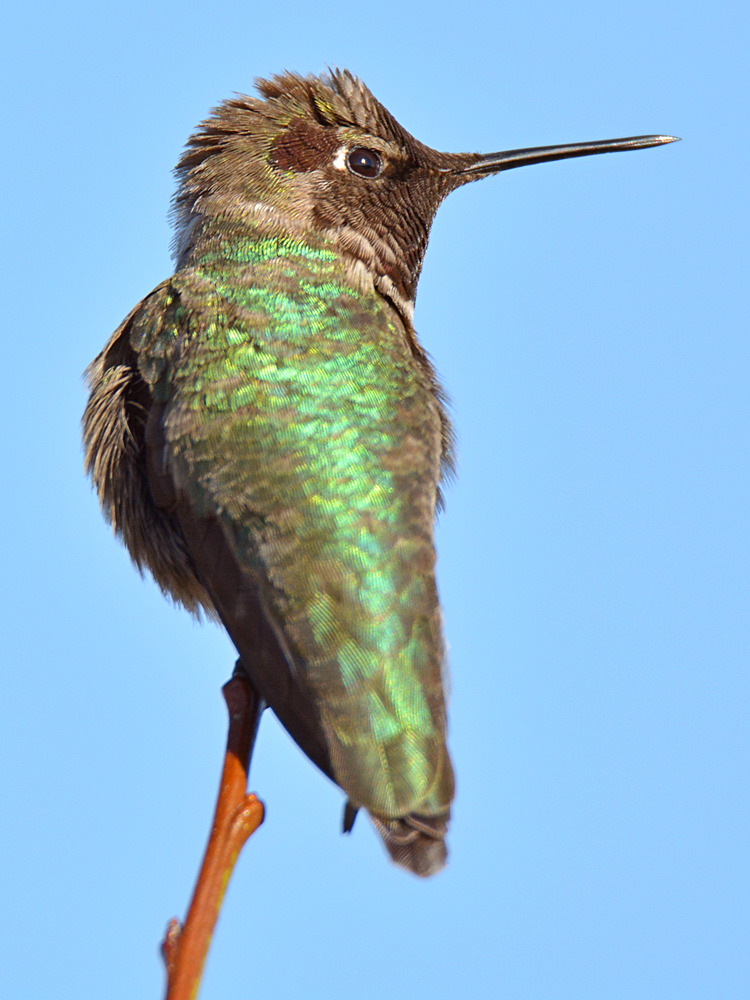 Hummer6.jpg