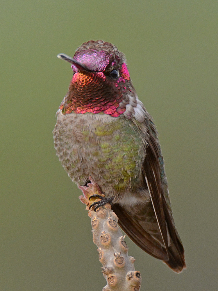 Hummer6.jpg