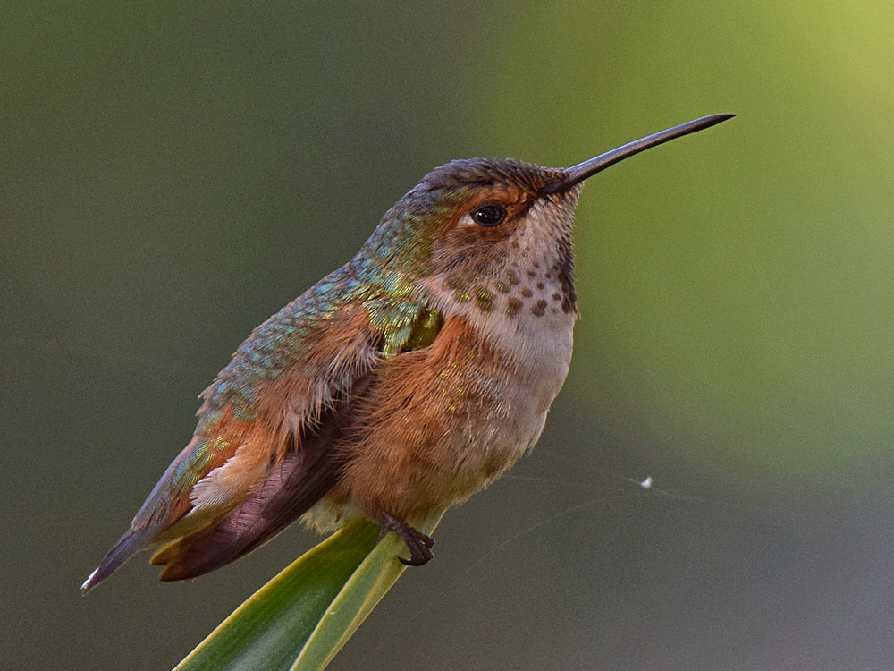 Hummer6.jpg
