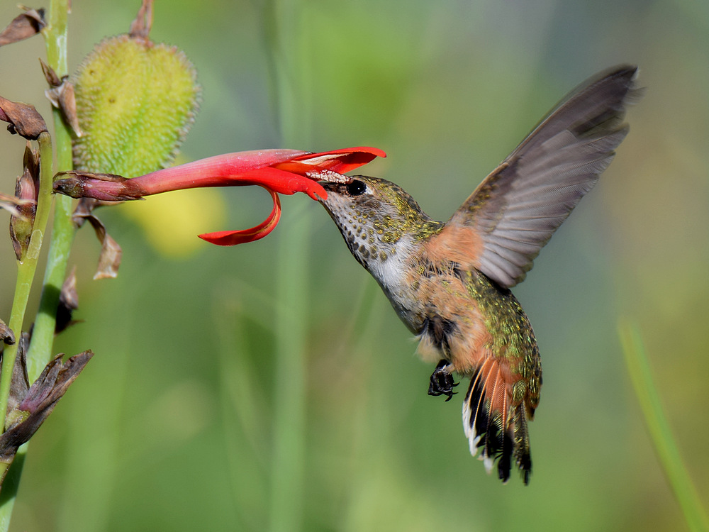 Hummer6.jpg