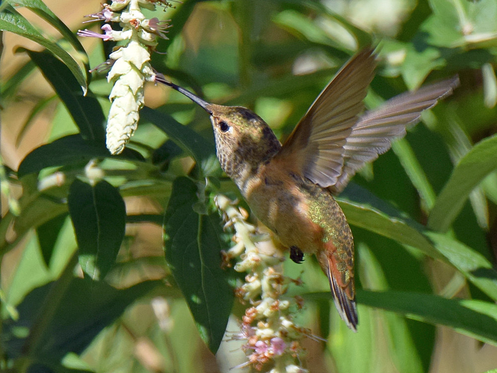 Hummer6.jpg