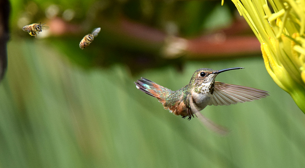 Hummer6.jpg