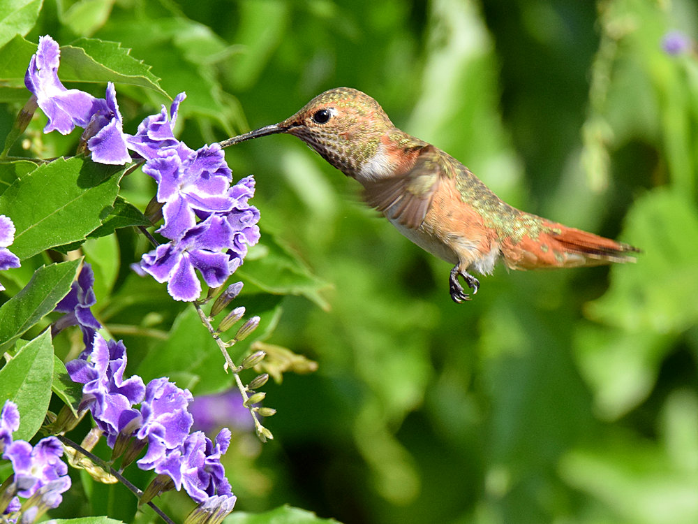 Hummer6.jpg
