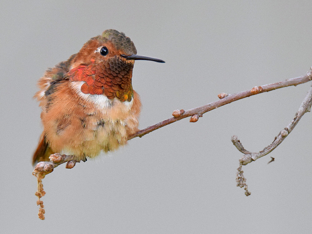 Hummer6.jpg