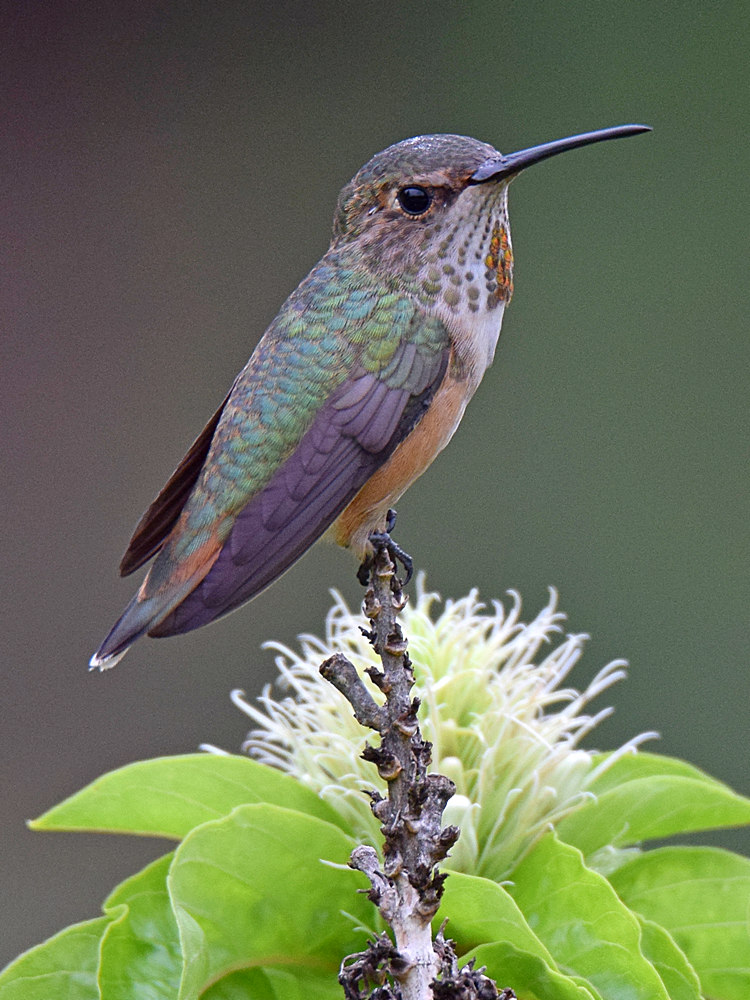 Hummer6.jpg