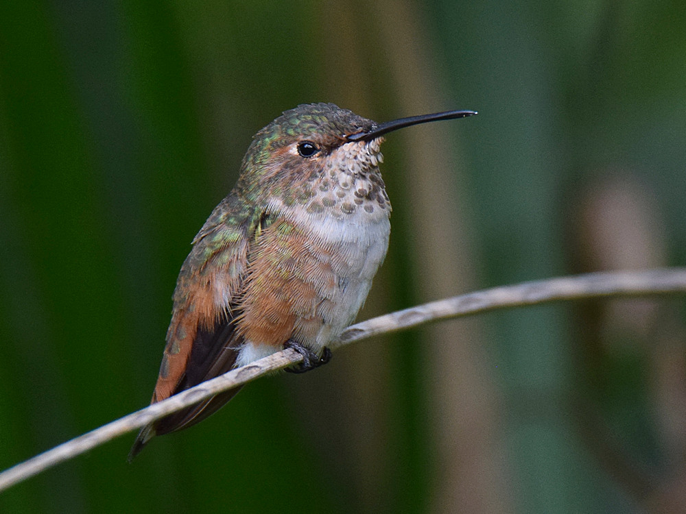 Hummer6.jpg