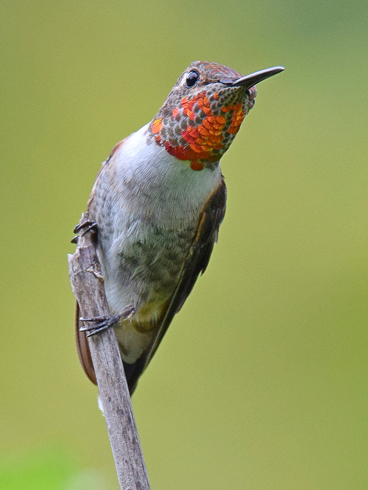 Hummer6.jpg