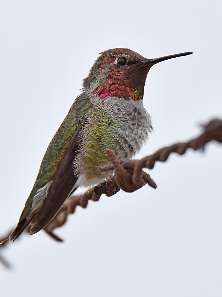 Hummer6.jpg
