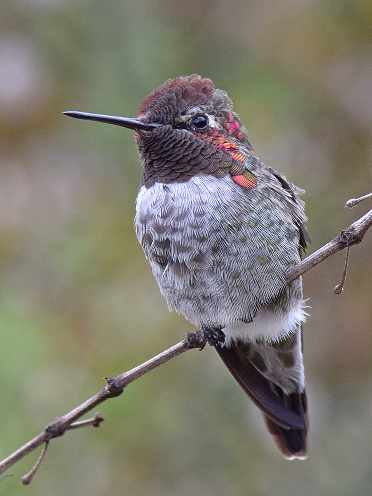 Hummer6.jpg