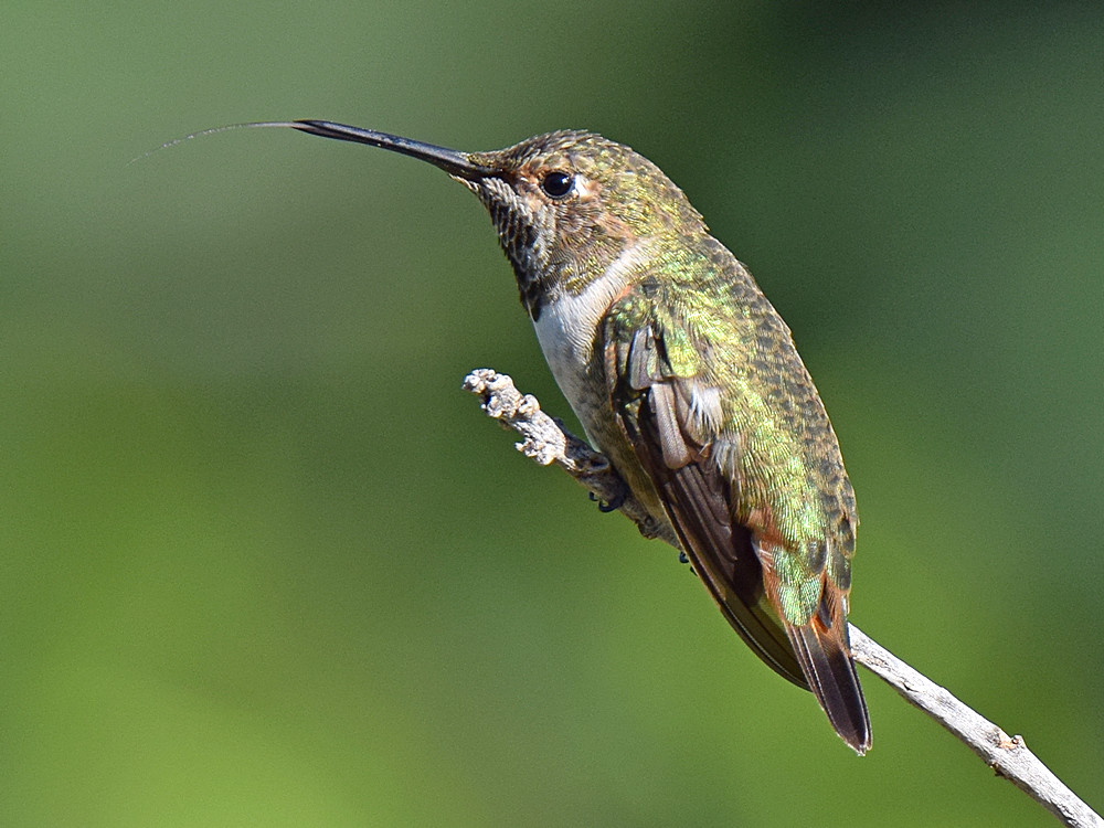 Hummer6.jpg