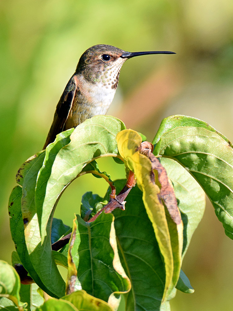 Hummer6.jpg