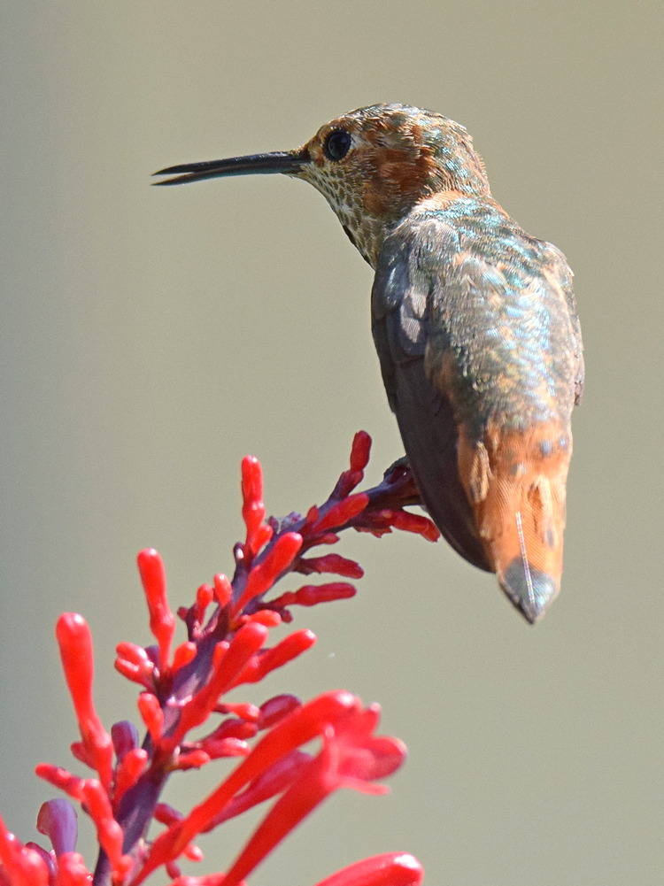 Hummer6.jpg