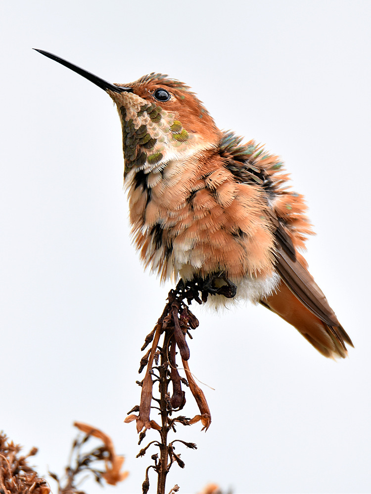 Hummer6.jpg