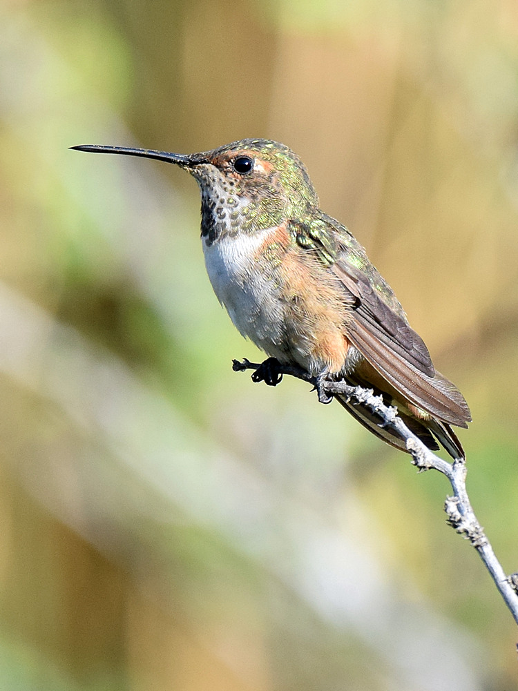 Hummer6.jpg