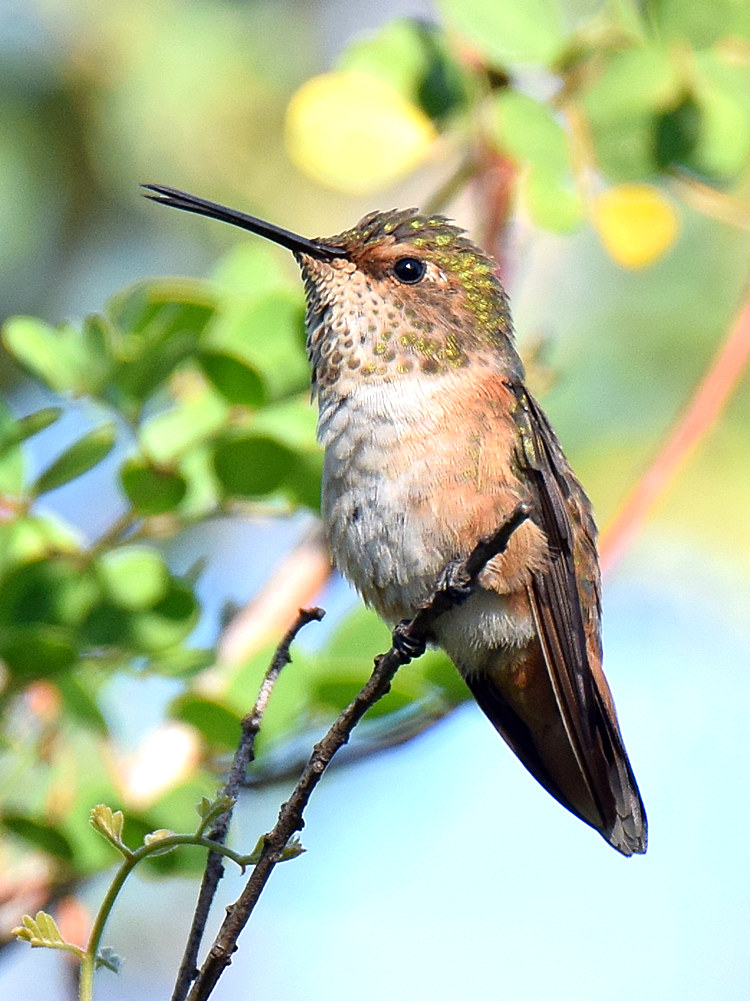 Hummer6.jpg
