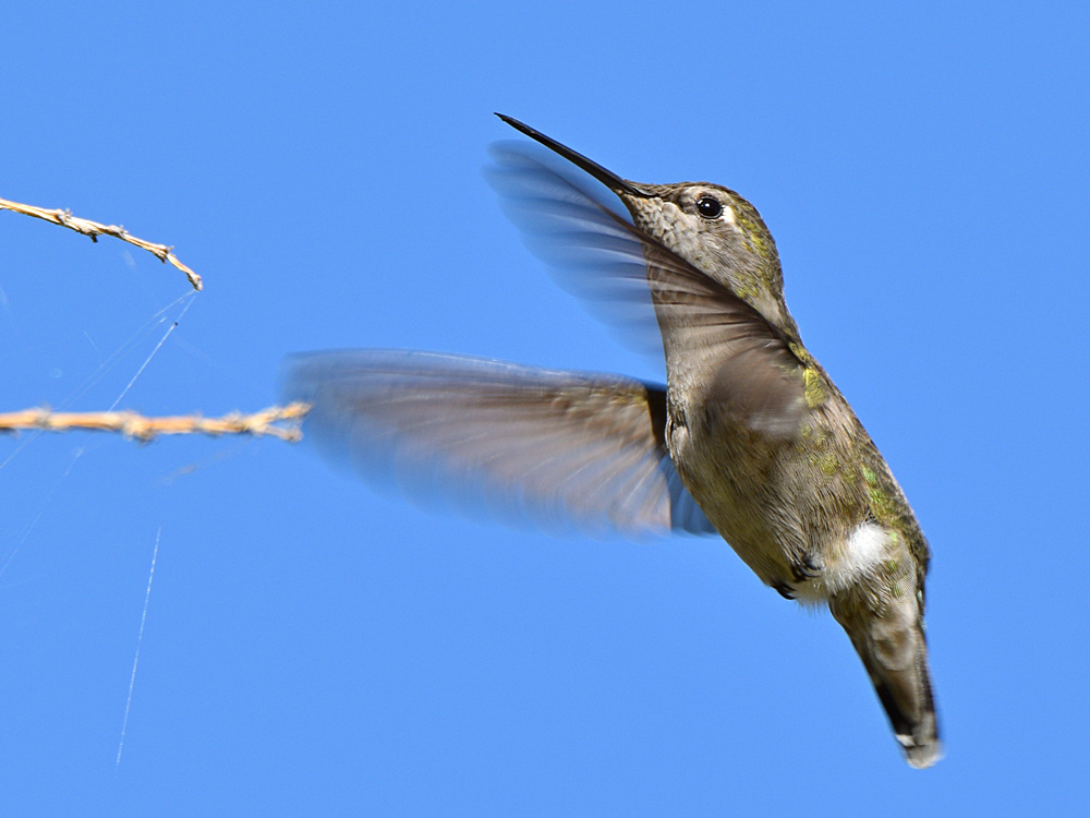 Hummer6.jpg