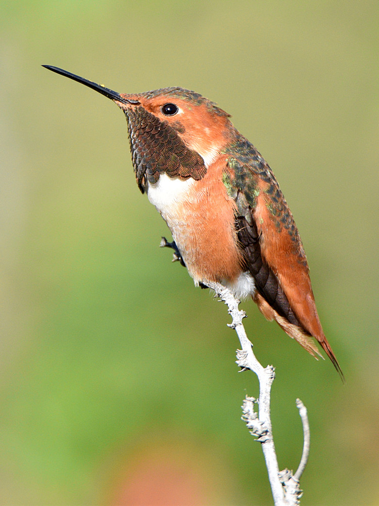 Hummer6.jpg