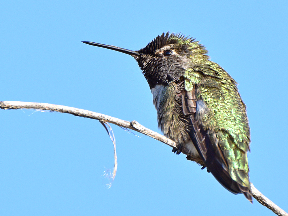 Hummer6.jpg
