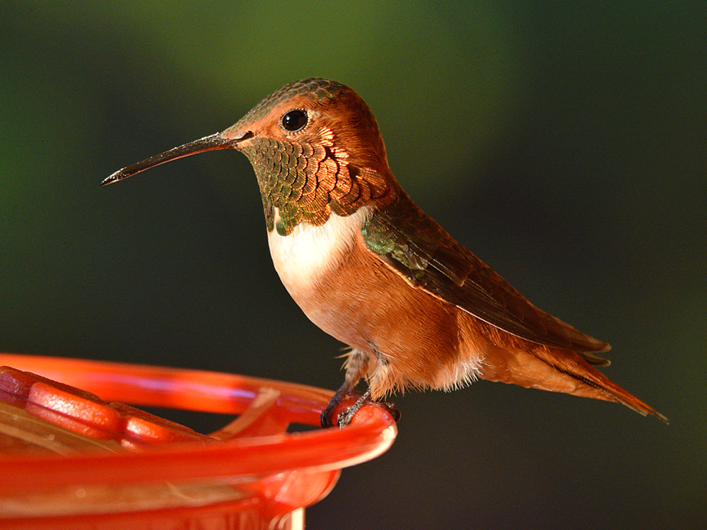 Hummer6.jpg