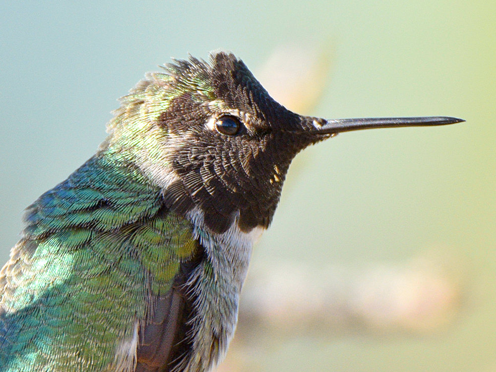 Hummer6.jpg