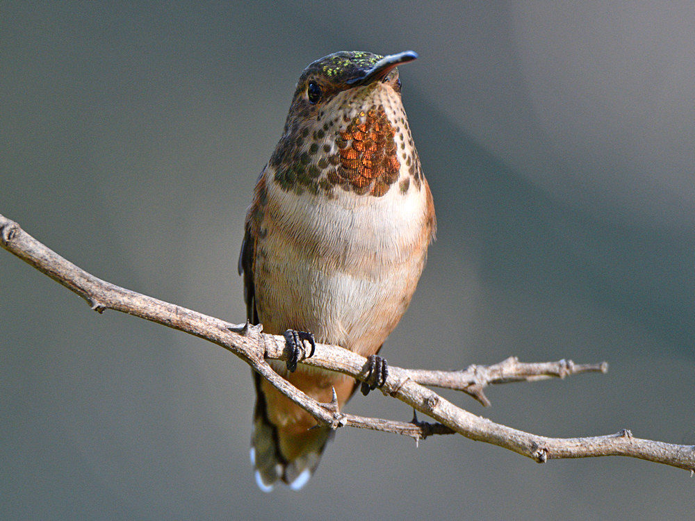 Hummer6.jpg