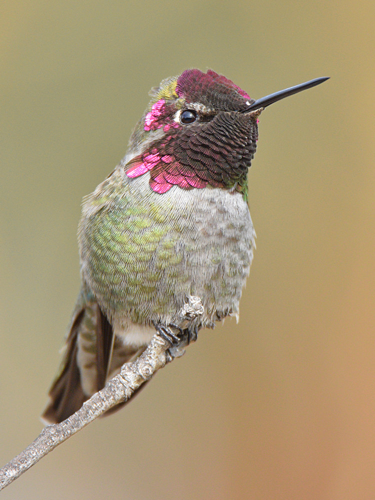 Hummer6.jpg