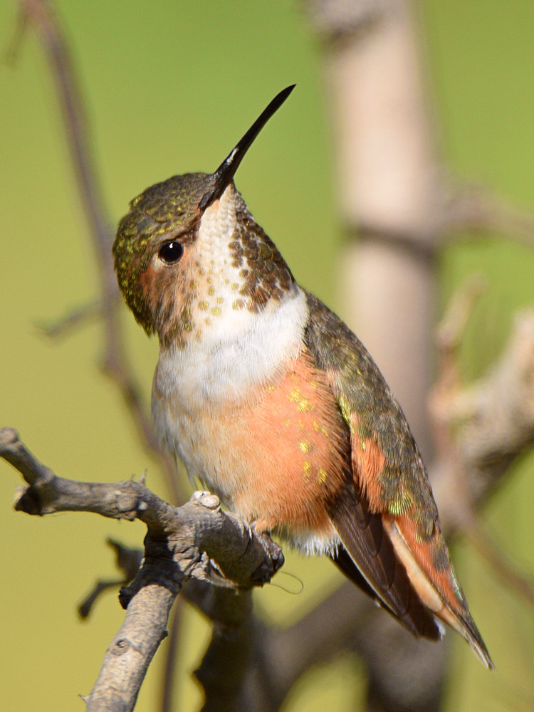 Hummer6.jpg