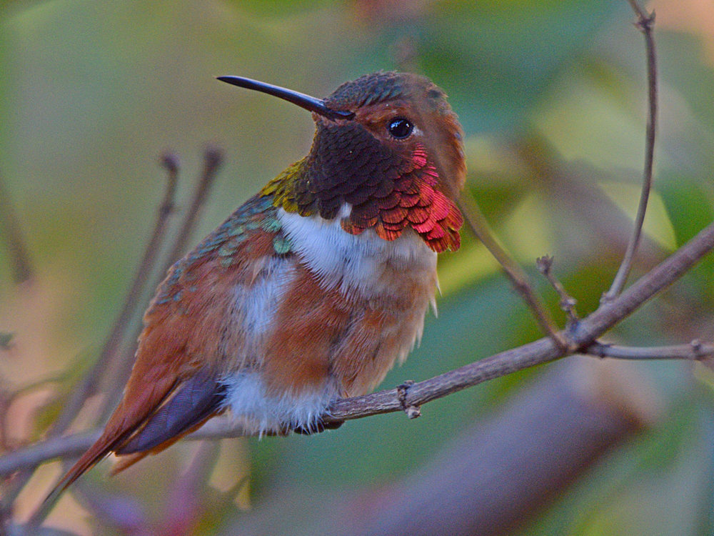 Hummer6.jpg