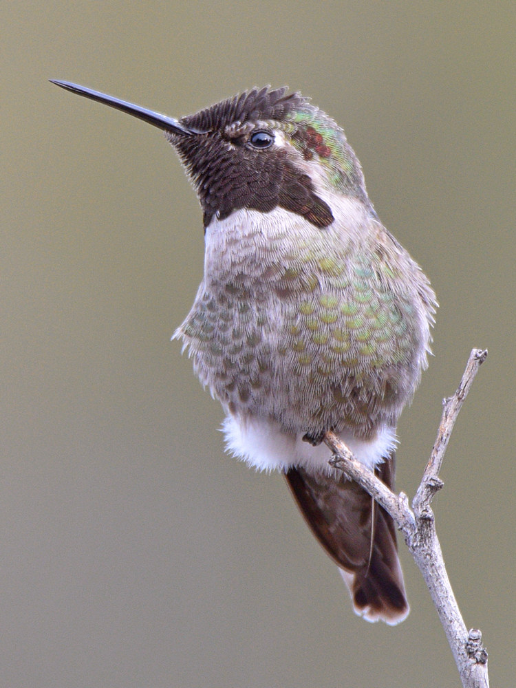 Hummer6.jpg