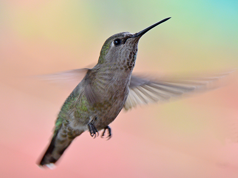 Hummer6.jpg
